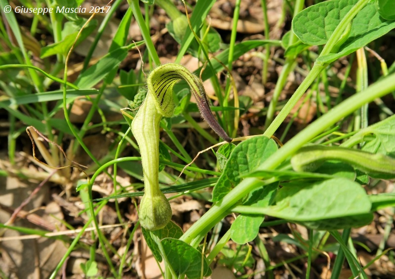 Aristolochia clusii /Aristolochia di Clusio